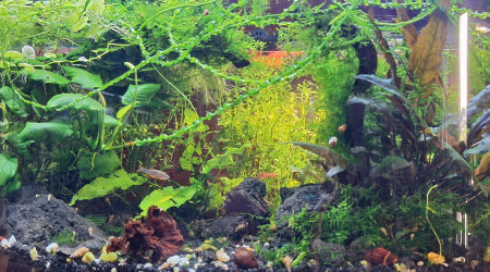 aquarium Gribites