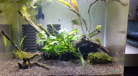 aquarium Scapers 35L Dennerle