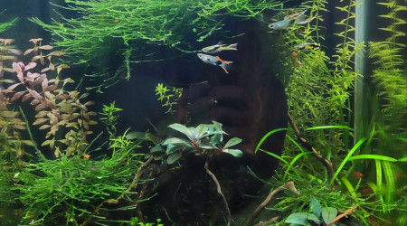 aquarium Nano 30l