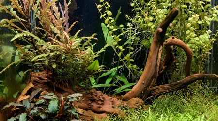 aquarium Bac à crevettes 45 l