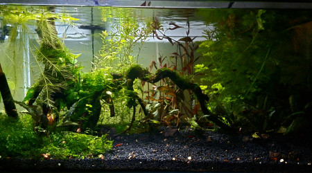aquarium Propriété de l abonné 160l