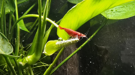 Ma petite fleur se fait butiner