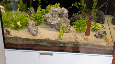 aquarium Communautaire salon