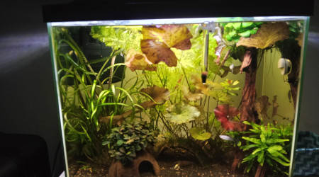 aquarium SuperFish Start 50