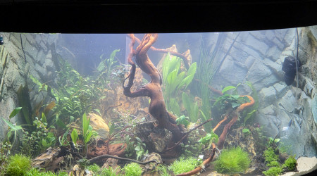 aquarium trigon  350