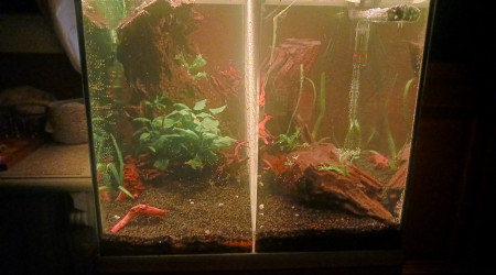 aquarium Betta geant