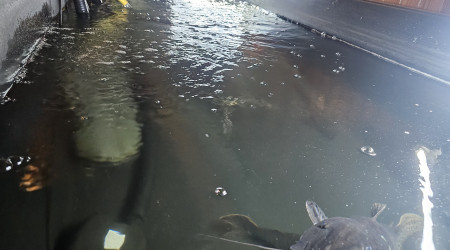 aquarium bac prédateurs de l amazone
