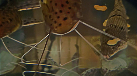 aquarium Aquarium  prédateurs 300l