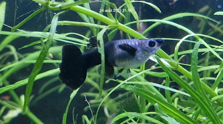 aquarium 50l crevettes