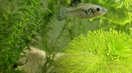 aquarium Poecilia chica