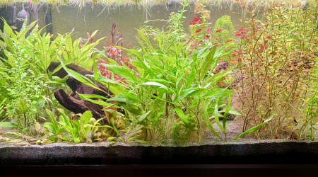 aquarium Eheim Proxima 250