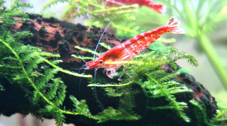 Neocaridina davidi