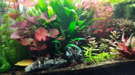 aquarium Aquarium aquatlantis 180 litres