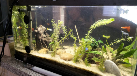 aquarium La-racine-sous-l-eau