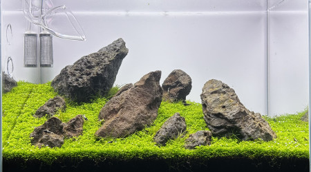 aquarium Iwagumouais
