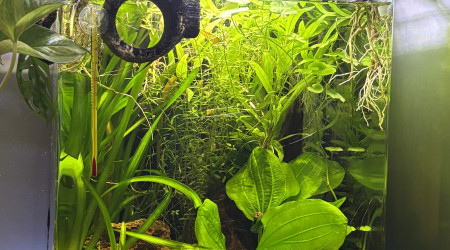 aquarium Nano cube Dennerle 30 Bernard