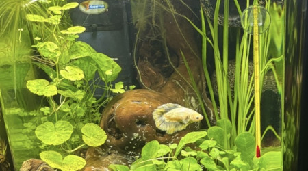 aquarium Dennerle nanocube 20 Nébula