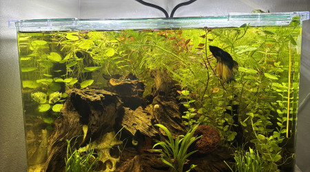 aquarium Scaper s tank Dennerle 35 Yuki