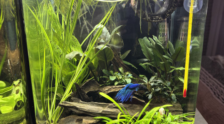 aquarium Dennerle nanocube 20 Attila