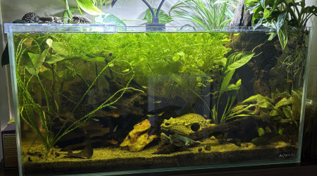 aquarium Tank AQUAEL 60 Stella