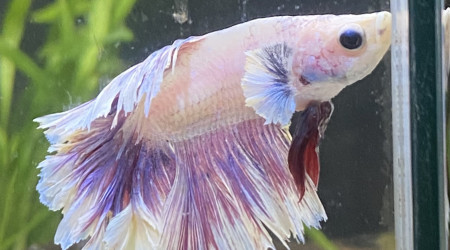 aquarium Betta