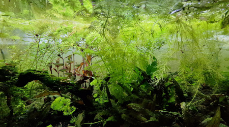 Un jour je mettrai de l'engrais