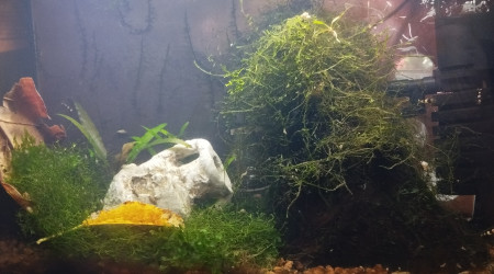 aquarium Aquarium aquatlantis 20 litres SP Caridina