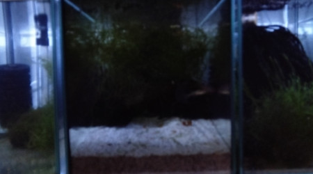 aquarium 342 01 Couple Fundulopanchax gardneri Nsukka 93-20