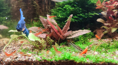 Cohabitation betta et crevette