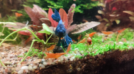 Cohabitation betta et crevette