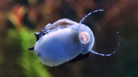 Cohabitation betta et crevette
