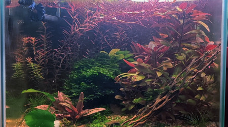 Cohabitation betta et crevette