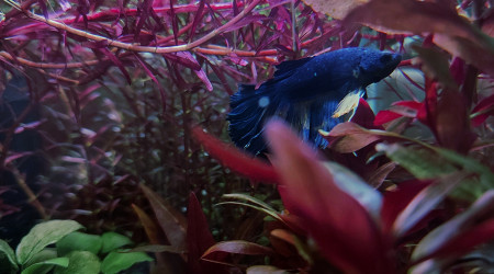 Cohabitation betta et crevette