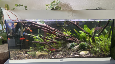 aquarium Bac communautaire 200l