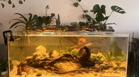 aquarium Bac 540l Amazonie
