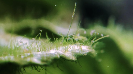 Mini bac à alevins de medaka Yozakura gold grandi à partir d'oeufs