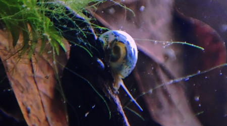 Mini bac à alevins de medaka Yozakura gold grandi à partir d'oeufs