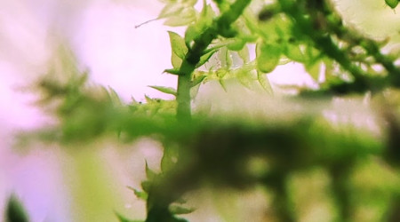 Mini bac à alevins de medaka Yozakura gold grandi à partir d'oeufs