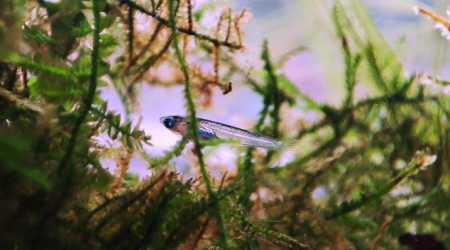 Mini bac à alevins de medaka Yozakura gold grandi à partir d'oeufs