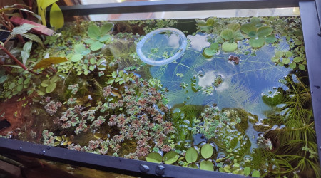 Mini bac à alevins de medaka Yozakura gold grandi à partir d'oeufs