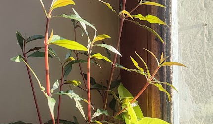 Mini bac à alevins de medaka Yozakura gold grandi à partir d'oeufs