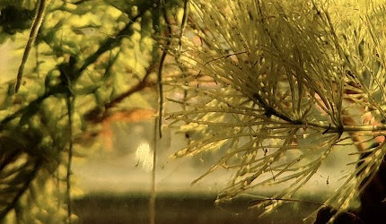 Mini bac à alevins de medaka Yozakura gold grandi à partir d'oeufs