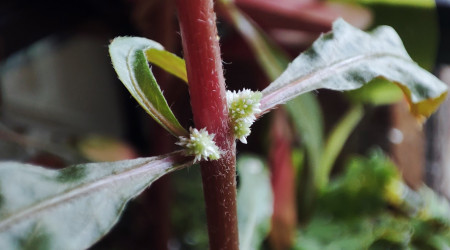 Mini bac à alevins de medaka Yozakura gold grandi à partir d'oeufs