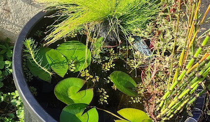 aquarium Poubellariums