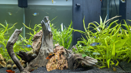 aquarium CIANO EMOTION PRO 60