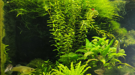 aquarium Lido 120