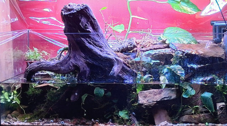 aquarium Paludarium