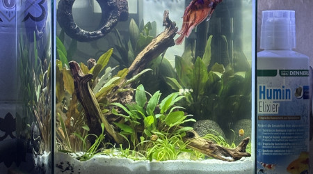 aquarium ZOLUX betta kub 15 Spike