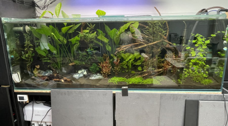 aquarium Amazonien