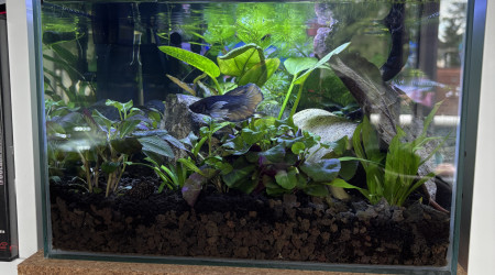 aquarium ZOLUX betta rek 24 Onyx